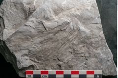 Foto (Detailansicht) von Calamites sp.  (NHMW-GEO-2024-0188-10987)